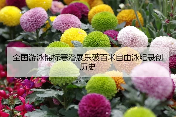 全国游泳锦标赛潘展乐破百米自由泳纪录创历史